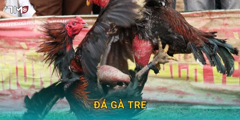 Đá Gà Tre 7M – Trải Nghiệm Đỉnh Cao Và Chiến Thuật Thắng Lớn