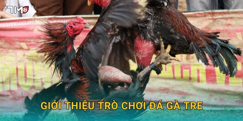 Giới thiệu trò chơi đá gà tre
