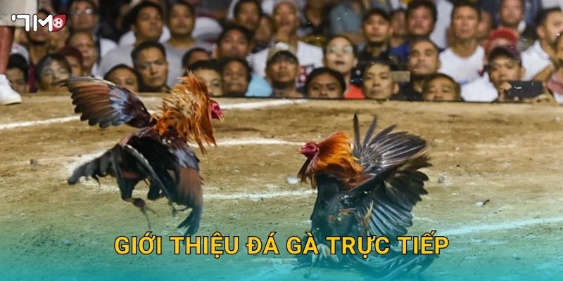 Giới thiệu đá gà trực tiếp