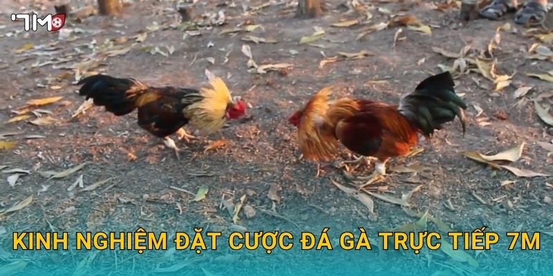 Kinh nghiệm đặt cược đá gà trực tiếp 7M