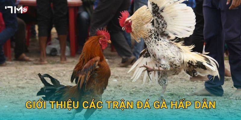 Giới thiệu các trận đá gà hấp dẫn