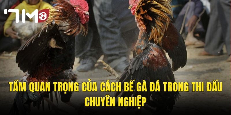 Tầm Quan Trọng Của Cách Bế Gà Đá Trong Thi Đấu Chuyên Nghiệp