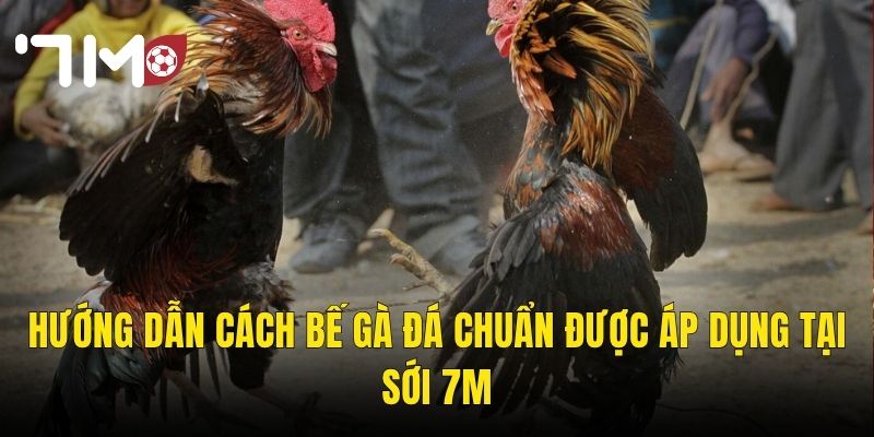 Hướng Dẫn Cách Bế Gà Đá Chuẩn Được Áp Dụng Tại Sới 7m