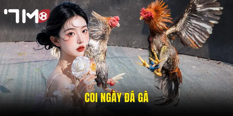 coi ngày đá gà