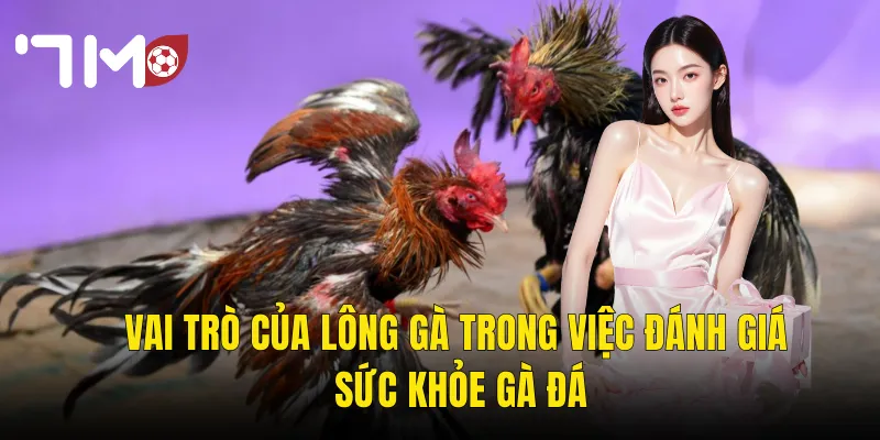 Nuôi Lông Gà Đá – Bí Quyết Chăm Sóc Để Gà Vào Trận Đẹp Và Sung 2 Vai Trò Của Lông Gà Trong Việc Đánh Giá Sức Khỏe Gà Đá