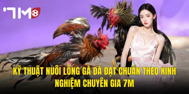 Nuôi Lông Gà Đá – Bí Quyết Chăm Sóc Để Gà Vào Trận Đẹp Và Sung 3 Kỹ Thuật Nuôi Lông Gà Đá Đạt Chuẩn Theo Kinh Nghiệm Chuyên Gia 7m