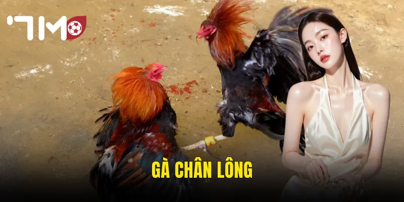 gà chân lông