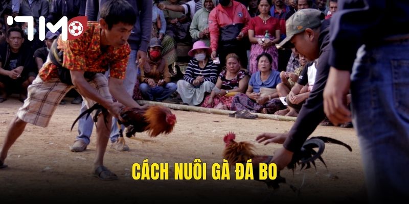 cách nuôi gà đá bo