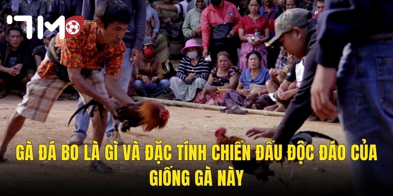 Gà Đá Bo Là Gì Và Đặc Tính Chiến Đấu Độc Đáo Của Giống Gà Này