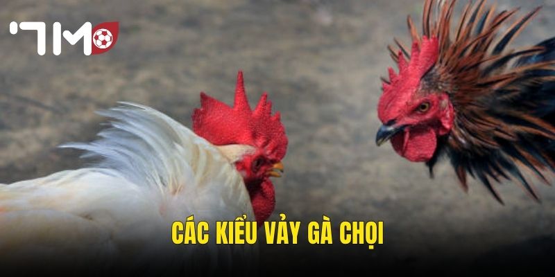 các kiểu vảy gà chọi