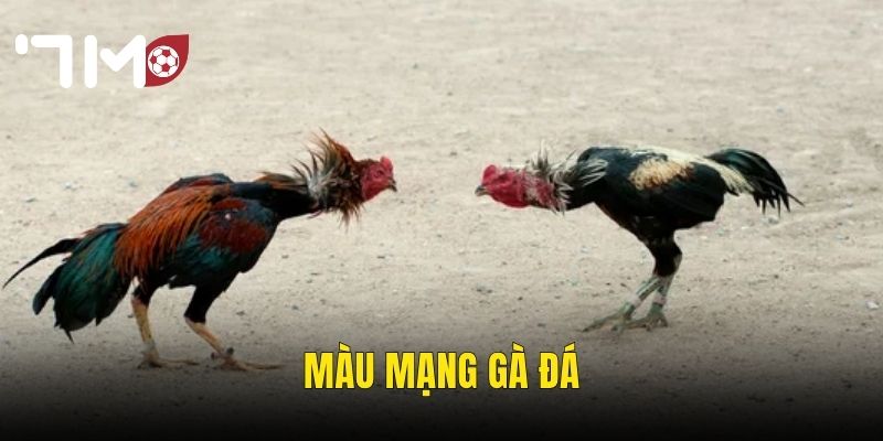 Màu Mạng Gà Đá