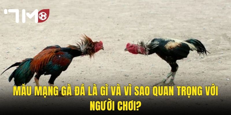 Màu Mạng Gà Đá Là Gì Và Vì Sao Quan Trọng Với Người Chơi?