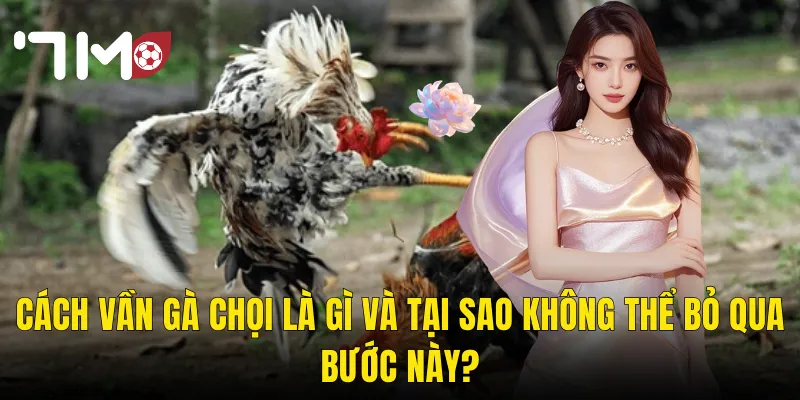 Cách Vần Gà Chọi Đúng Kỹ Thuật – Nâng Cao Bản Lĩnh Chiến Kê Tại 7m 2 Cách Vần Gà Chọi Là Gì Và Tại Sao Không Thể Bỏ Qua Bước Này?