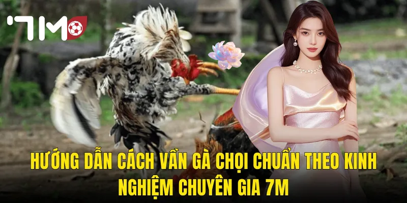 Cách Vần Gà Chọi Đúng Kỹ Thuật – Nâng Cao Bản Lĩnh Chiến Kê Tại 7m 3 Hướng Dẫn Cách Vần Gà Chọi Chuẩn Theo Kinh Nghiệm Chuyên Gia 7m