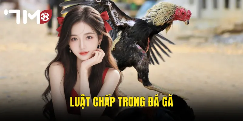 luật chấp trong đá gà