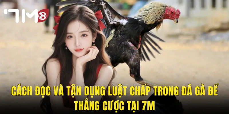 Cách Đọc Và Tận Dụng Luật Chấp Trong Đá Gà Để Thắng Cược Tại 7m