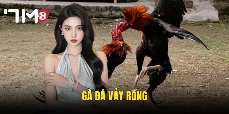 Gà Đá Vảy Rồng – Huyền Thoại Chiến Trường Và Sức Mạnh Vượt Trội Tại 7m 1 gà đá vảy rồng