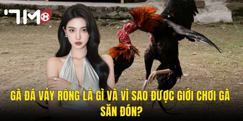 Gà Đá Vảy Rồng – Huyền Thoại Chiến Trường Và Sức Mạnh Vượt Trội Tại 7m 2 Gà Đá Vảy Rồng Là Gì Và Vì Sao Được Giới Chơi Gà Săn Đón?