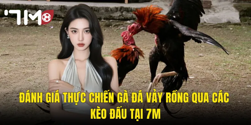 Gà Đá Vảy Rồng – Huyền Thoại Chiến Trường Và Sức Mạnh Vượt Trội Tại 7m 3 Đánh Giá Thực Chiến Gà Đá Vảy Rồng Qua Các Kèo Đấu Tại 7m