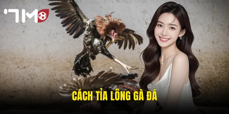 cách tỉa lông gà đá