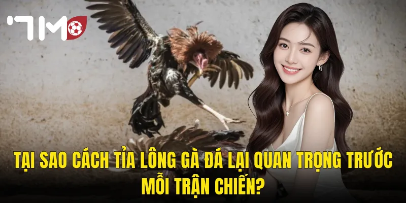 Tại Sao Cách Tỉa Lông Gà Đá Lại Quan Trọng Trước Mỗi Trận Chiến?