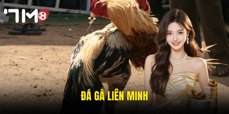 Đá Gà Liên Minh