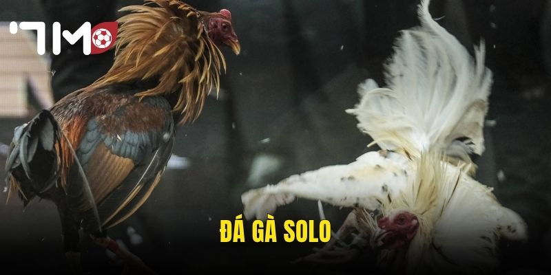 đá gà solo