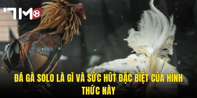 Đá Gà Solo Là Gì Và Sức Hút Đặc Biệt Của Hình Thức Này