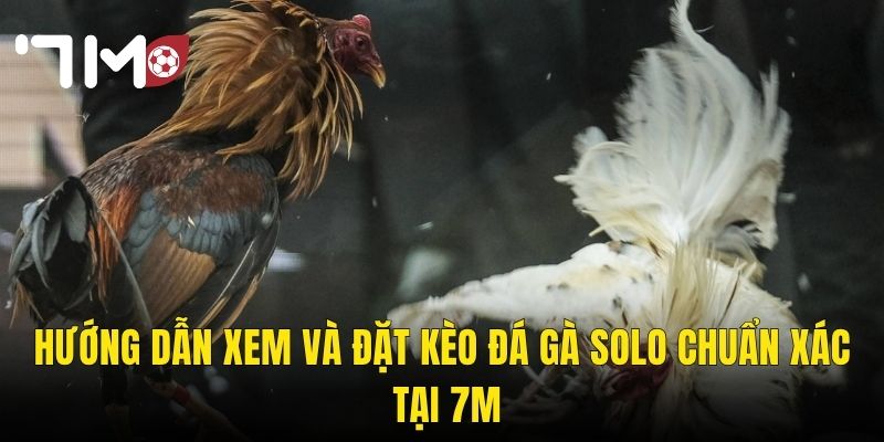 Hướng Dẫn Xem Và Đặt Kèo Đá Gà Solo Chuẩn Xác Tại 7m